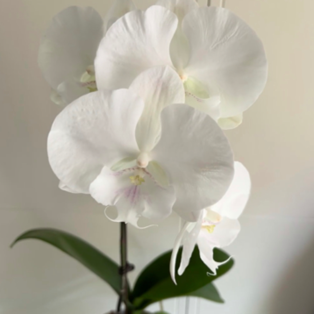 蝴蝶兰【Ch2000白富美】2.8寸杯不带花剑