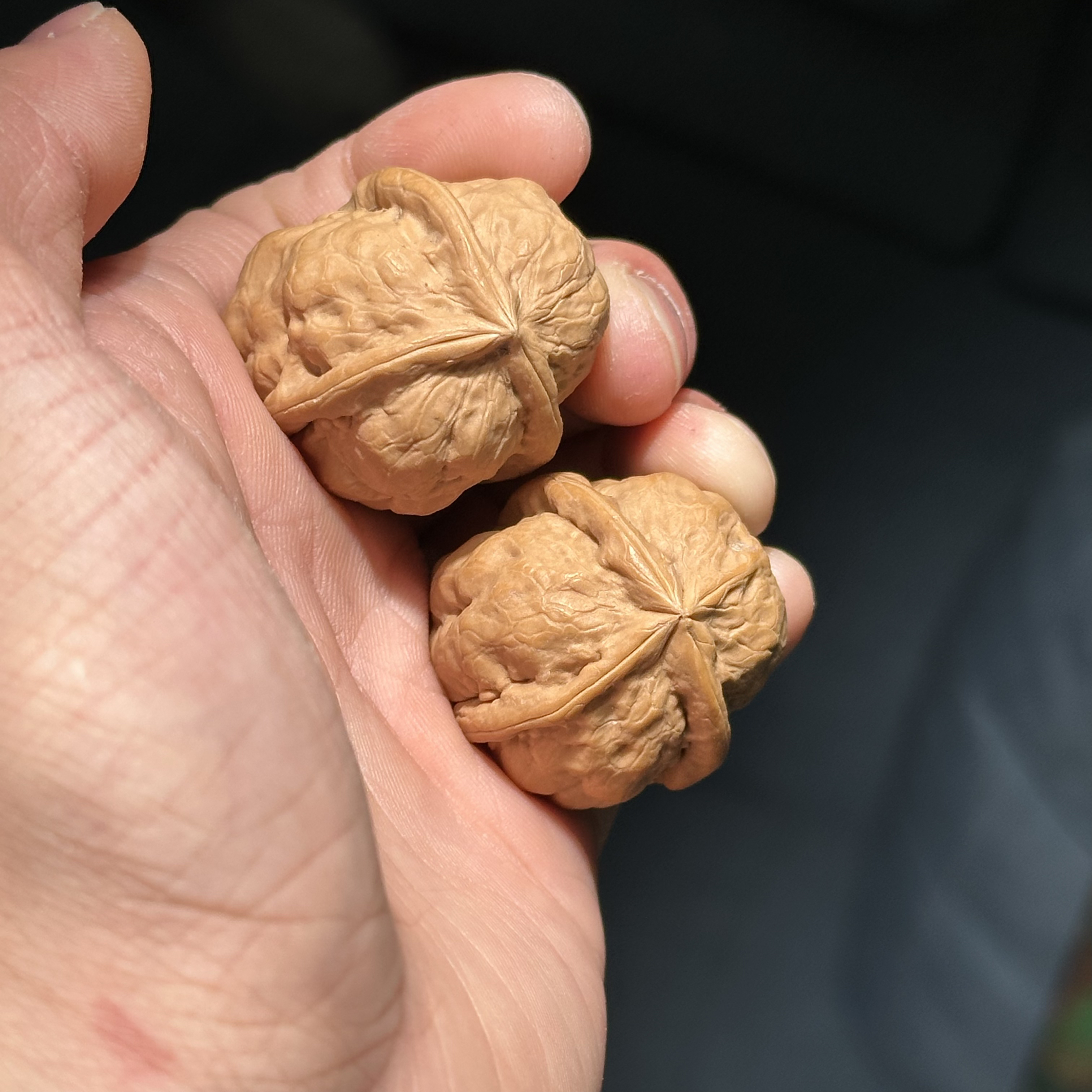 云铁名款 蛤蟆三棱