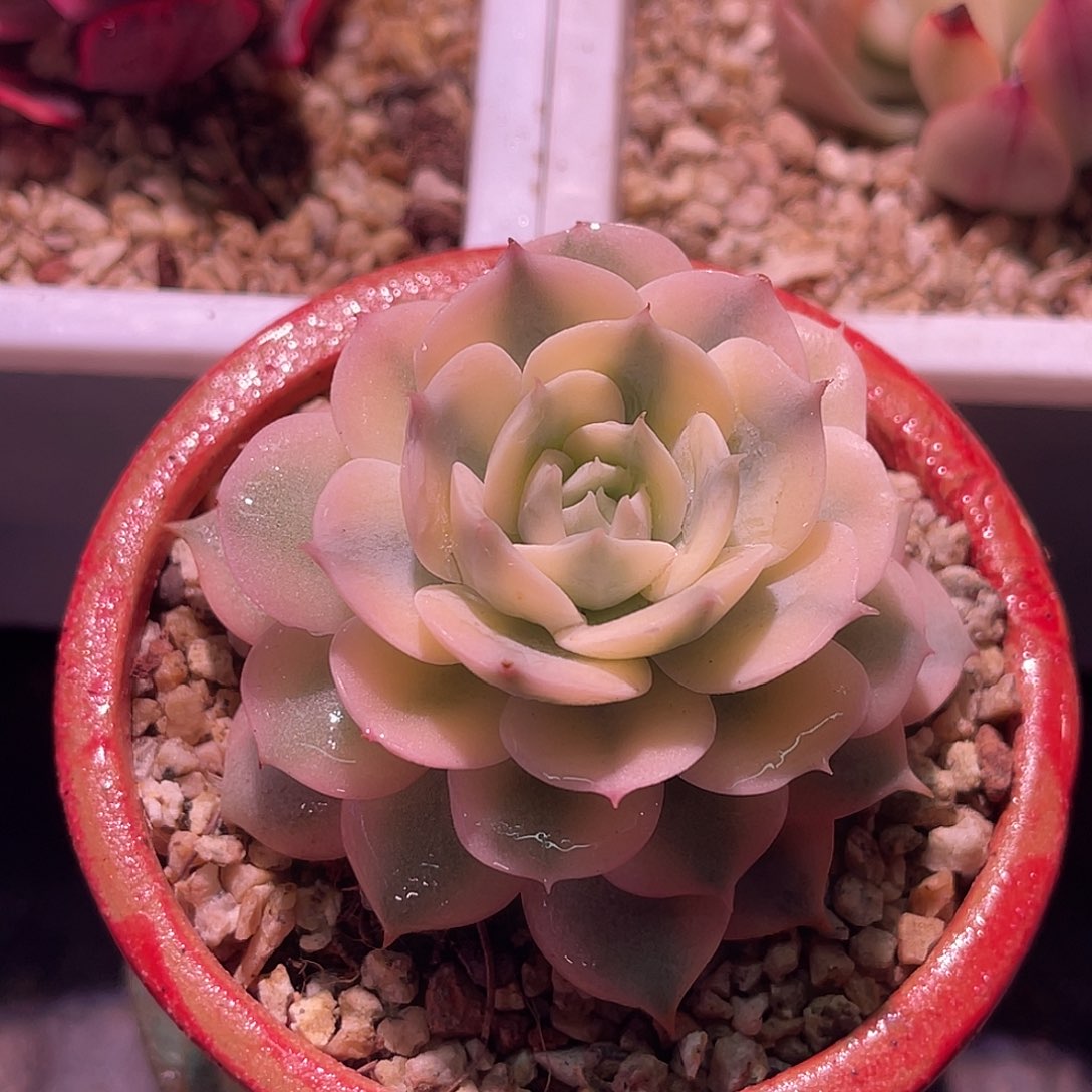 尚品园艺福利格拉卡锦