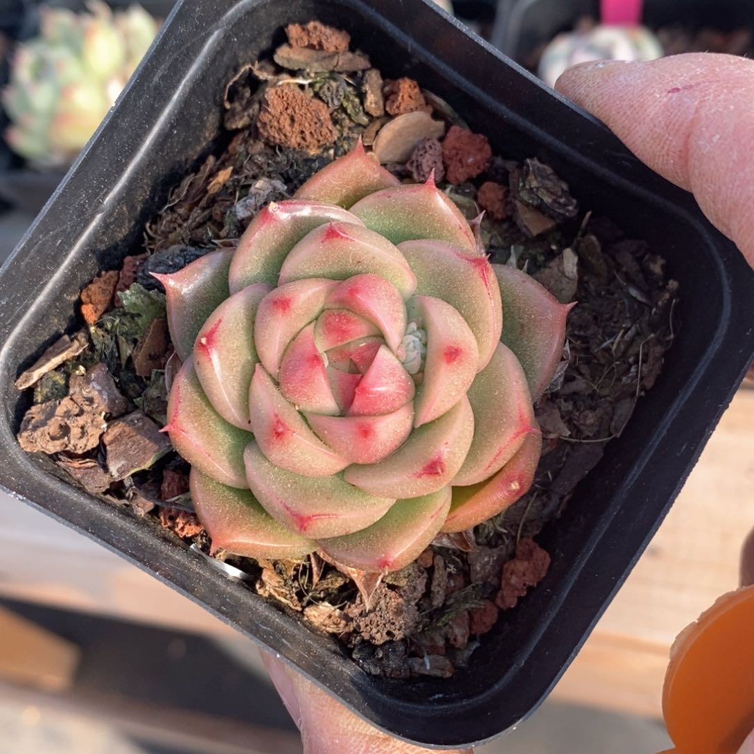 精品多肉一物一拍不包整75