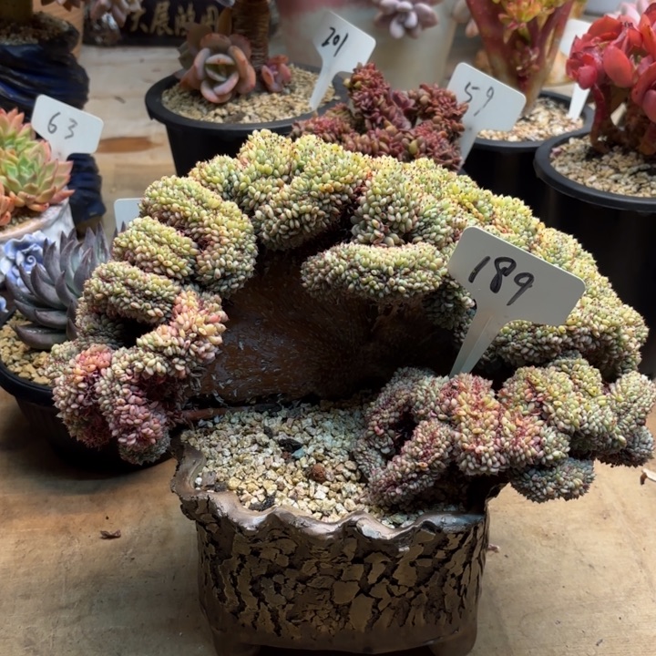 满***号多肉植物，白胖子缀189号