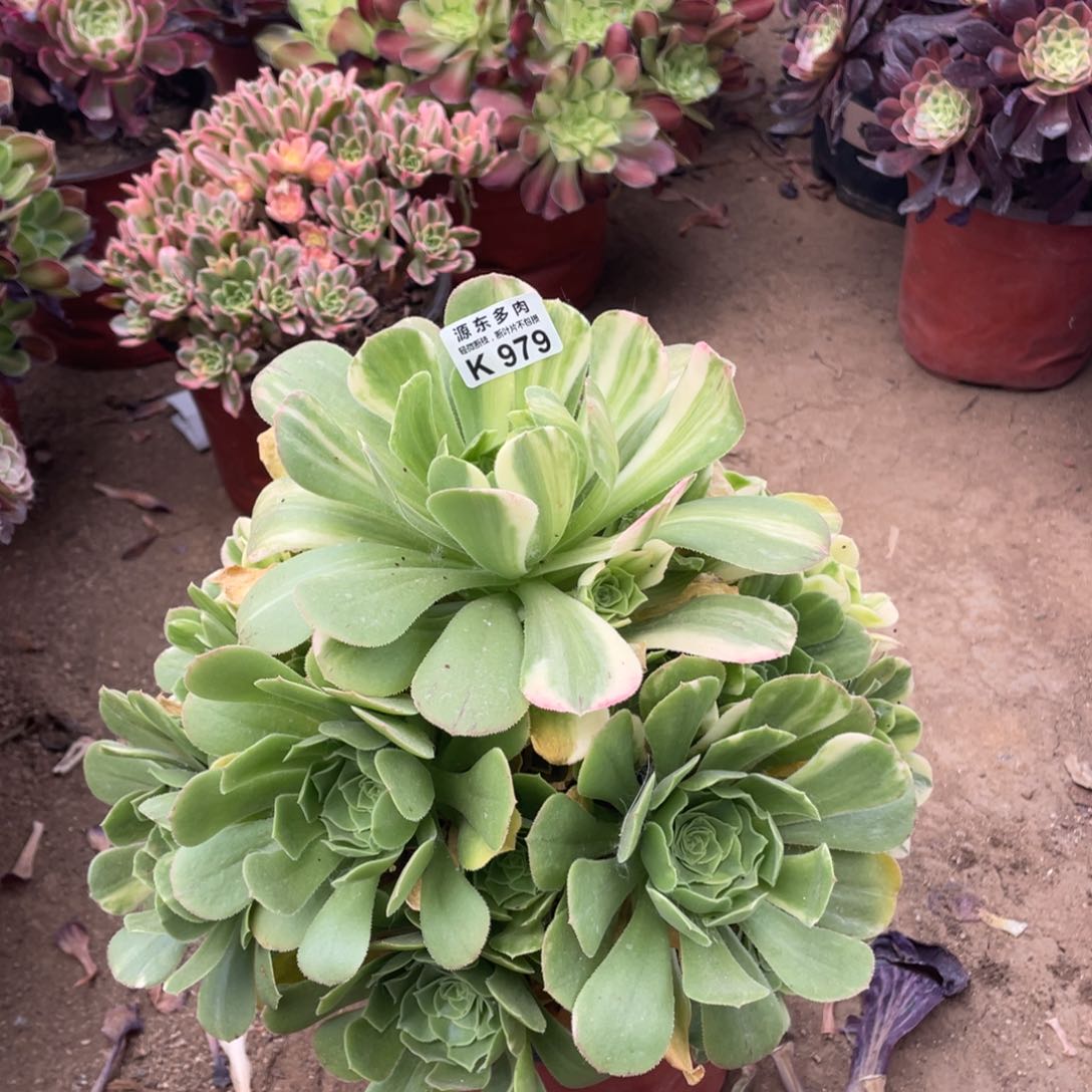 979翡翠多肉法师断枝不包