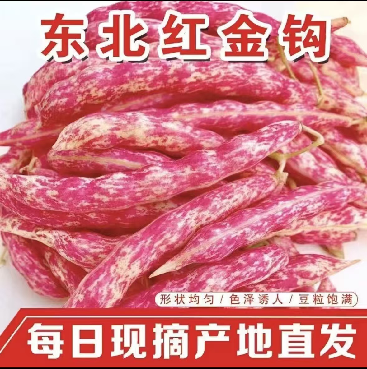东北红金勾 家雀蛋豆角 无筋鼓豆 面豆角 现摘现发
