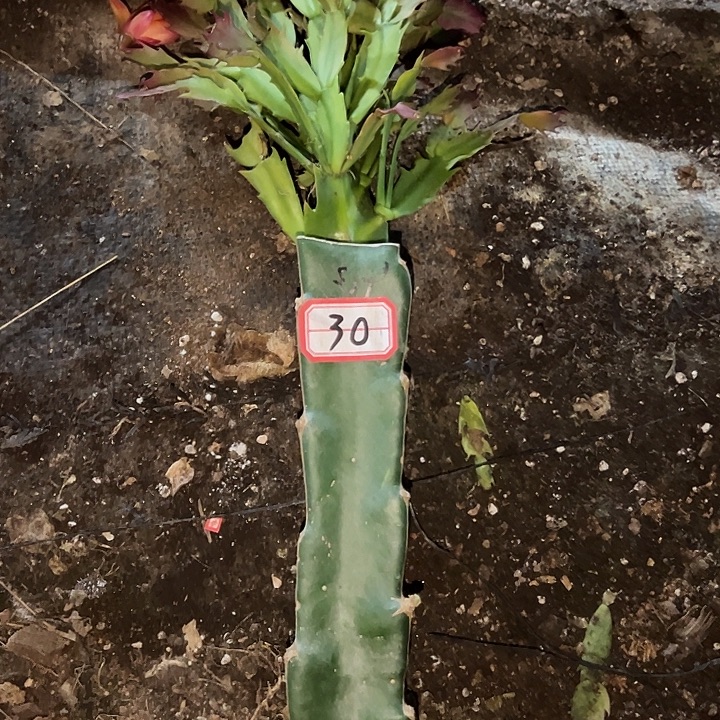 m***1，30号带盆桑吉塔，不包断头