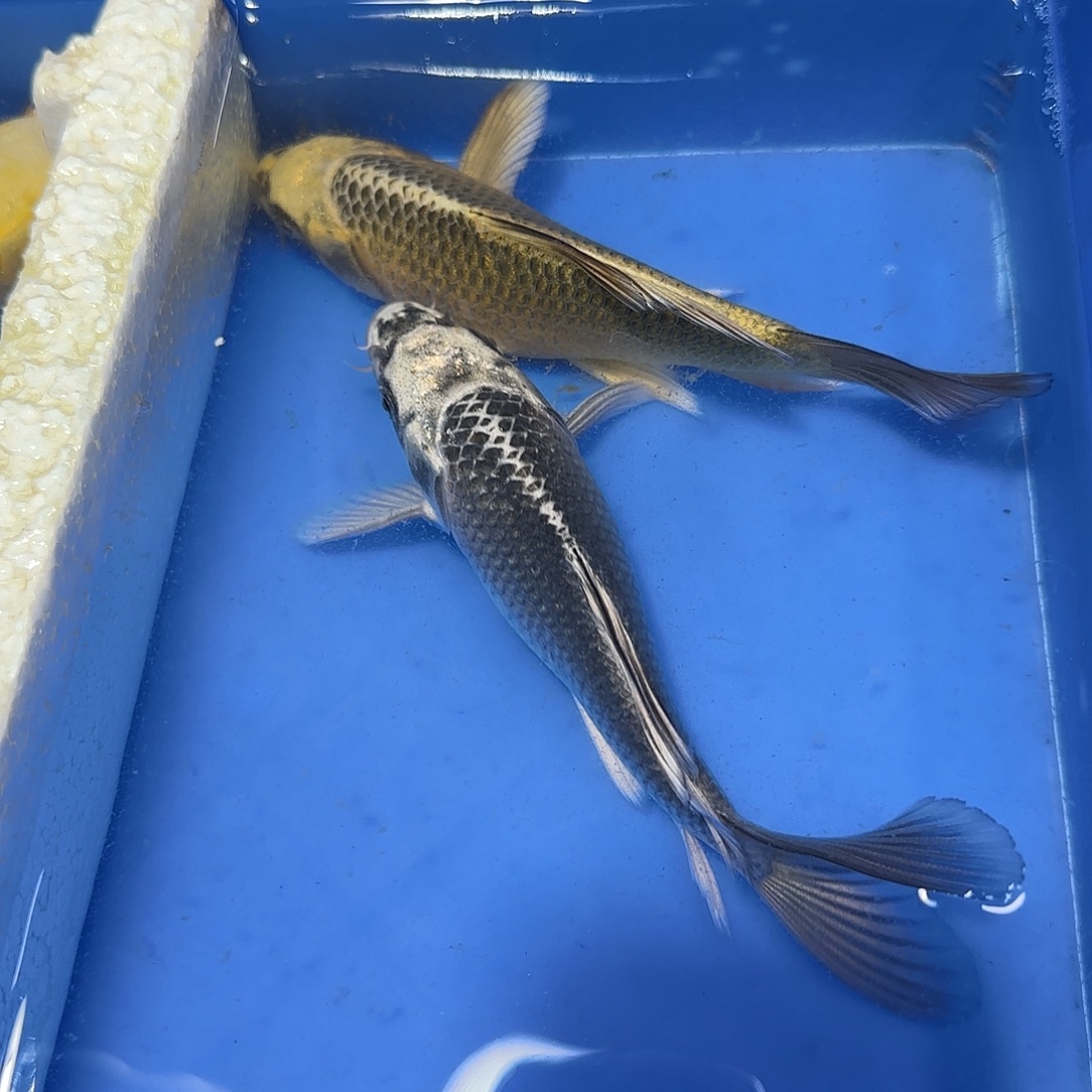 蝴蝶鲤鱼一金一银