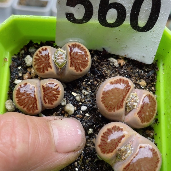 569岛田红窗菊带盆