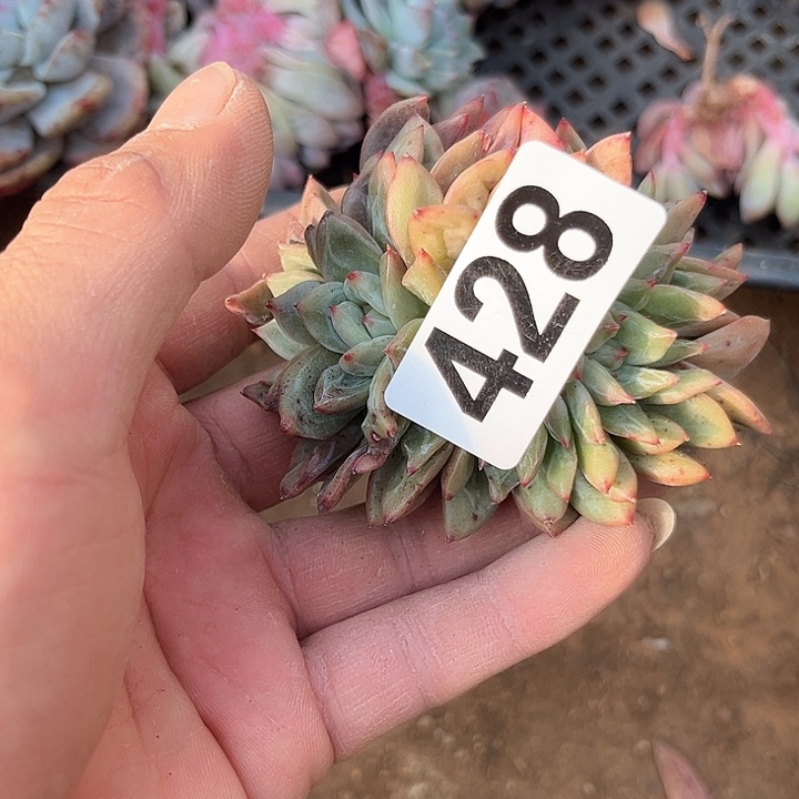 哦*豁多肉植物一物一拍