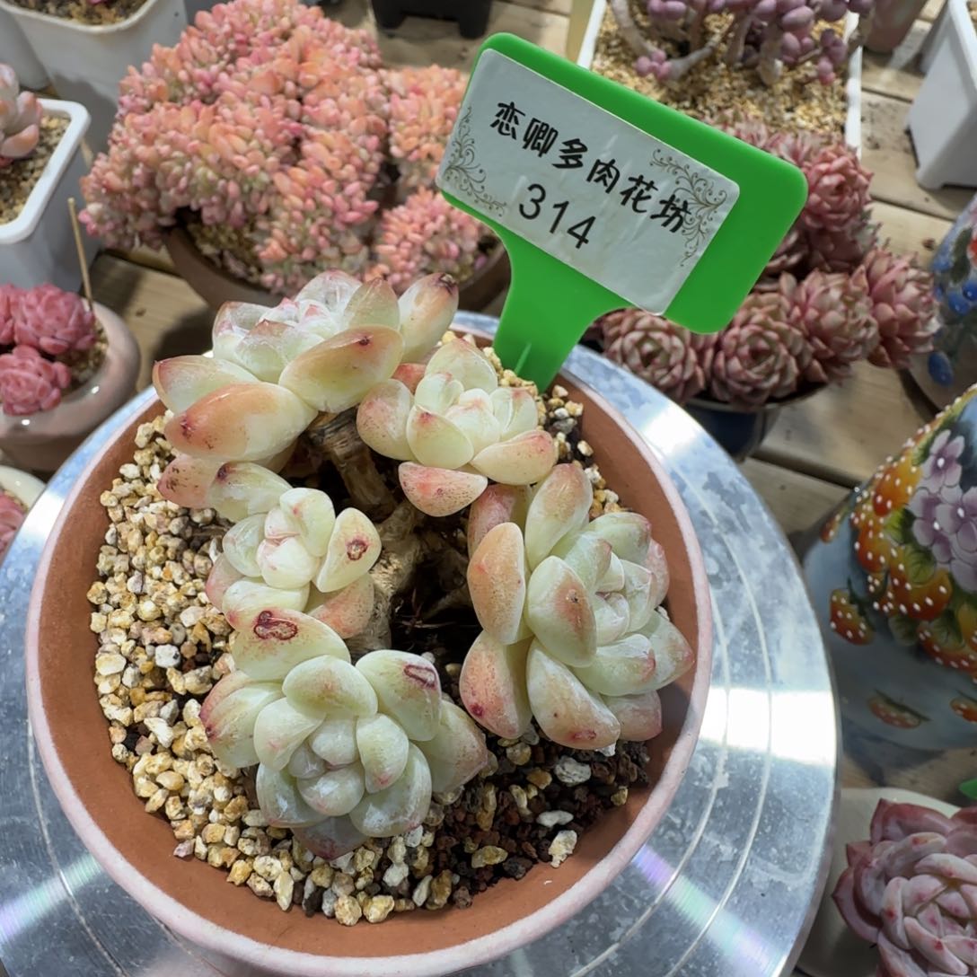 314冰玉老桩多头无砍