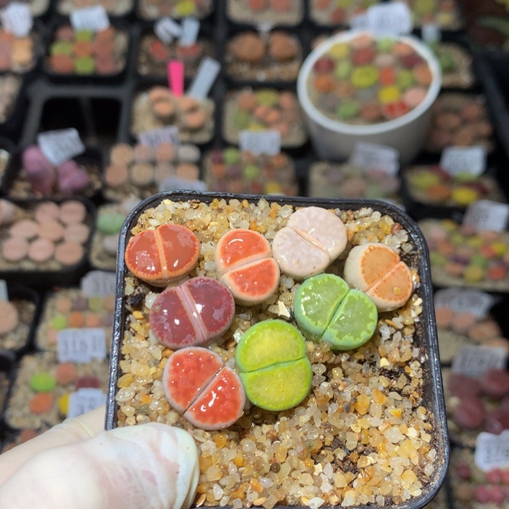 欢****3精品生石花215.518