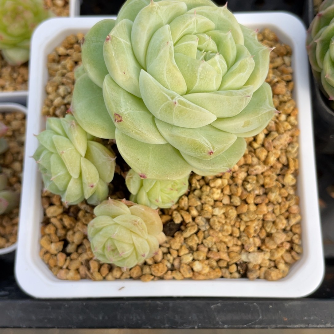 k***n优选奶芙珍妮多肉576