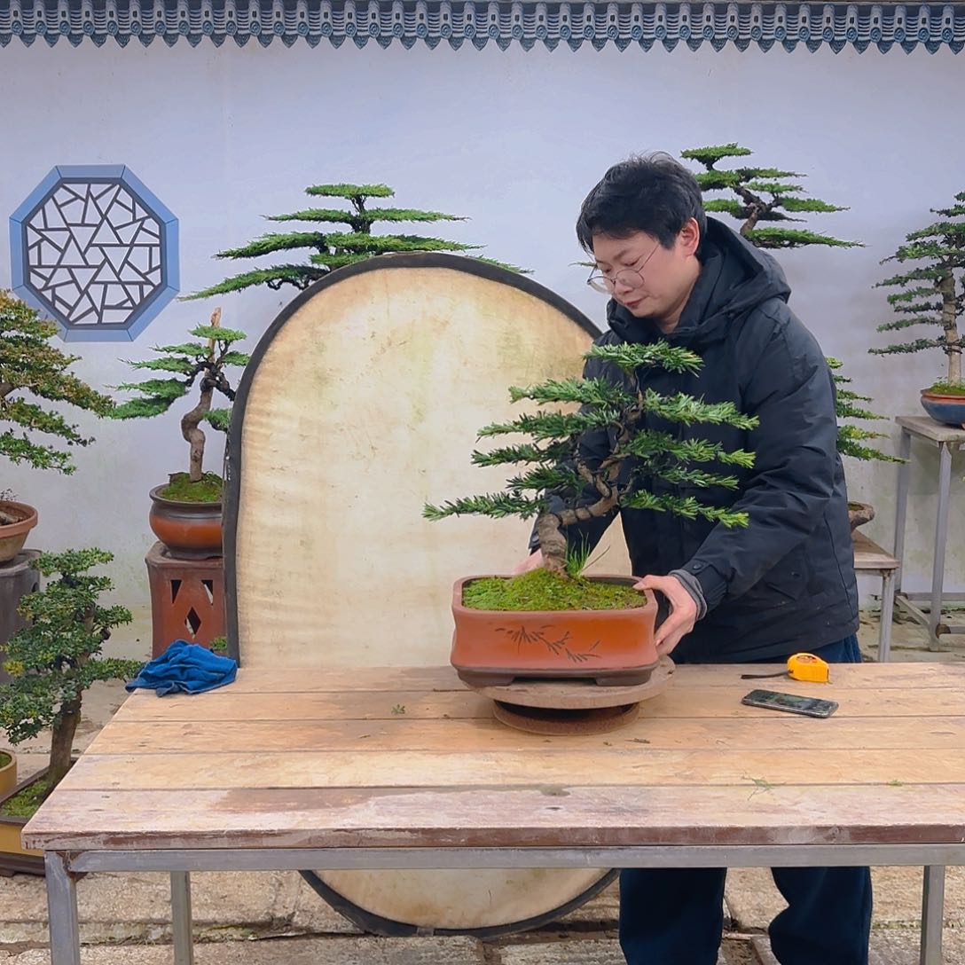 木原生小叶罗汉松不带盆