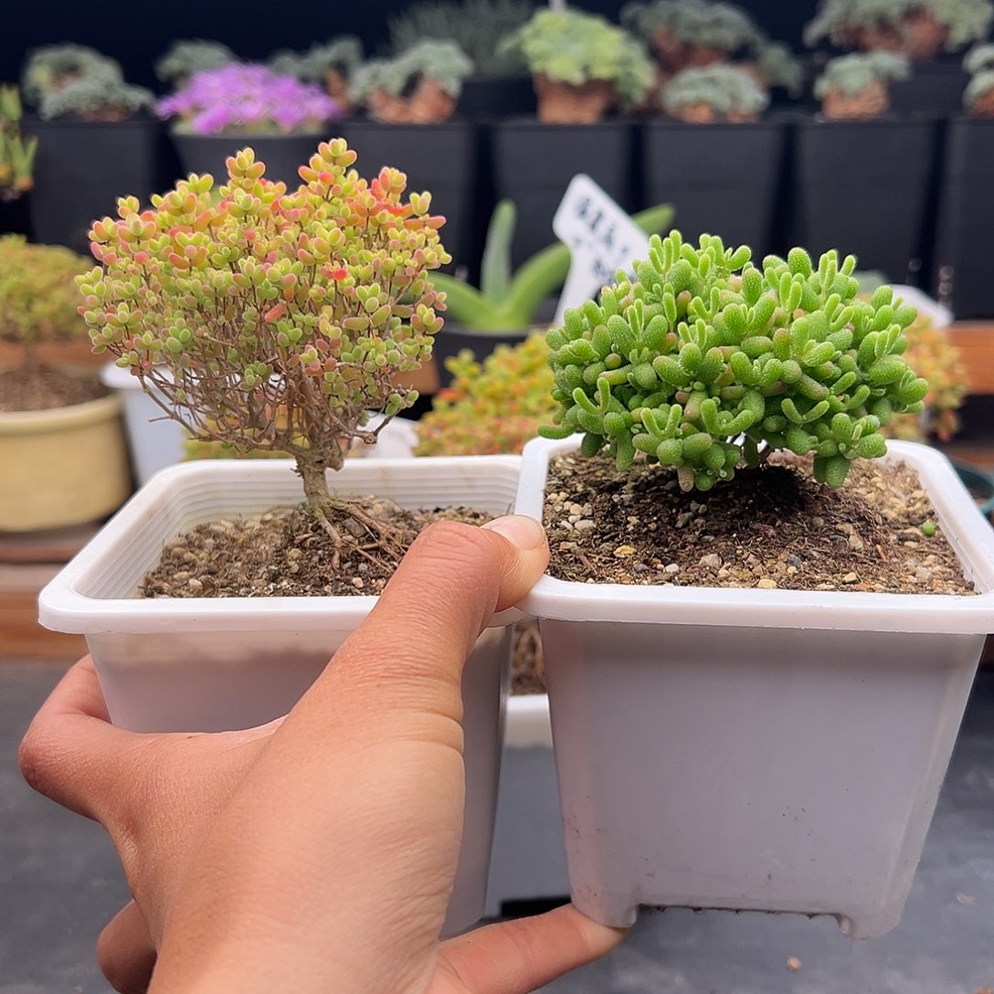 桃***?11号密橘糖球2颗➕保温箱12.28多肉