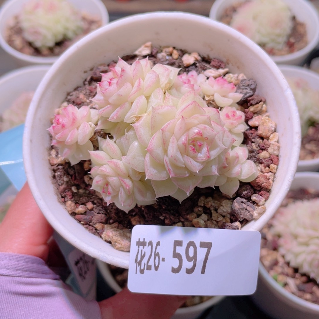 花利美26-597白天鹅
