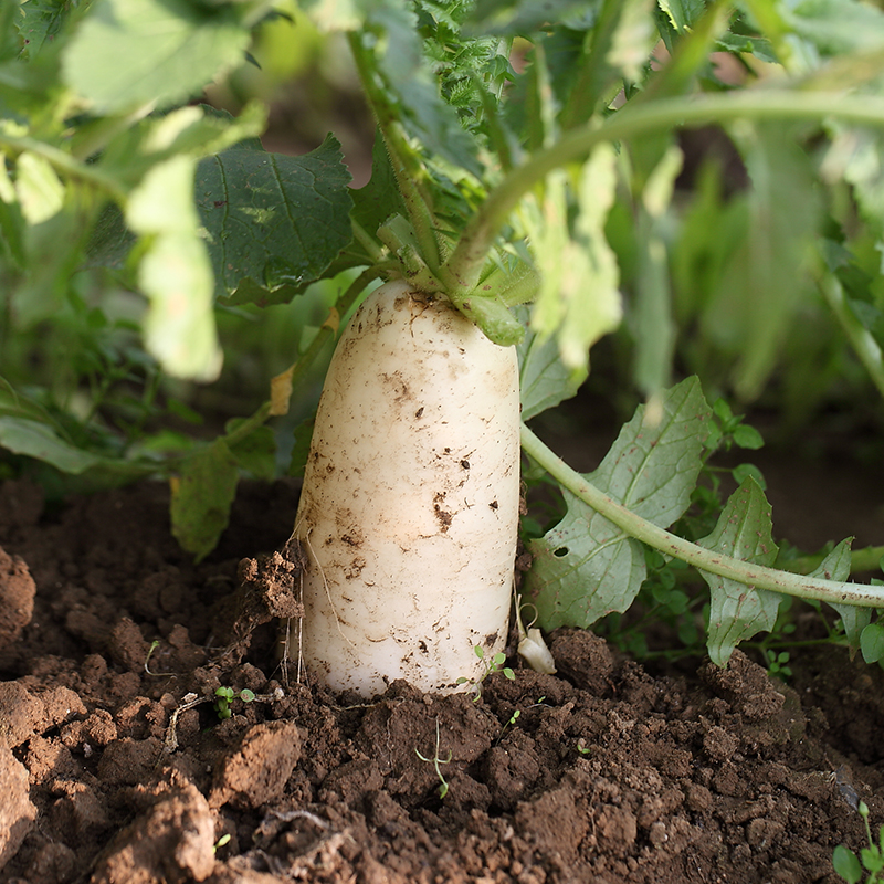 密云本地新鲜蔬菜白萝卜 一个装