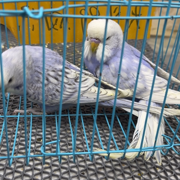 虎皮鹦鹉虎皮鹦鹉