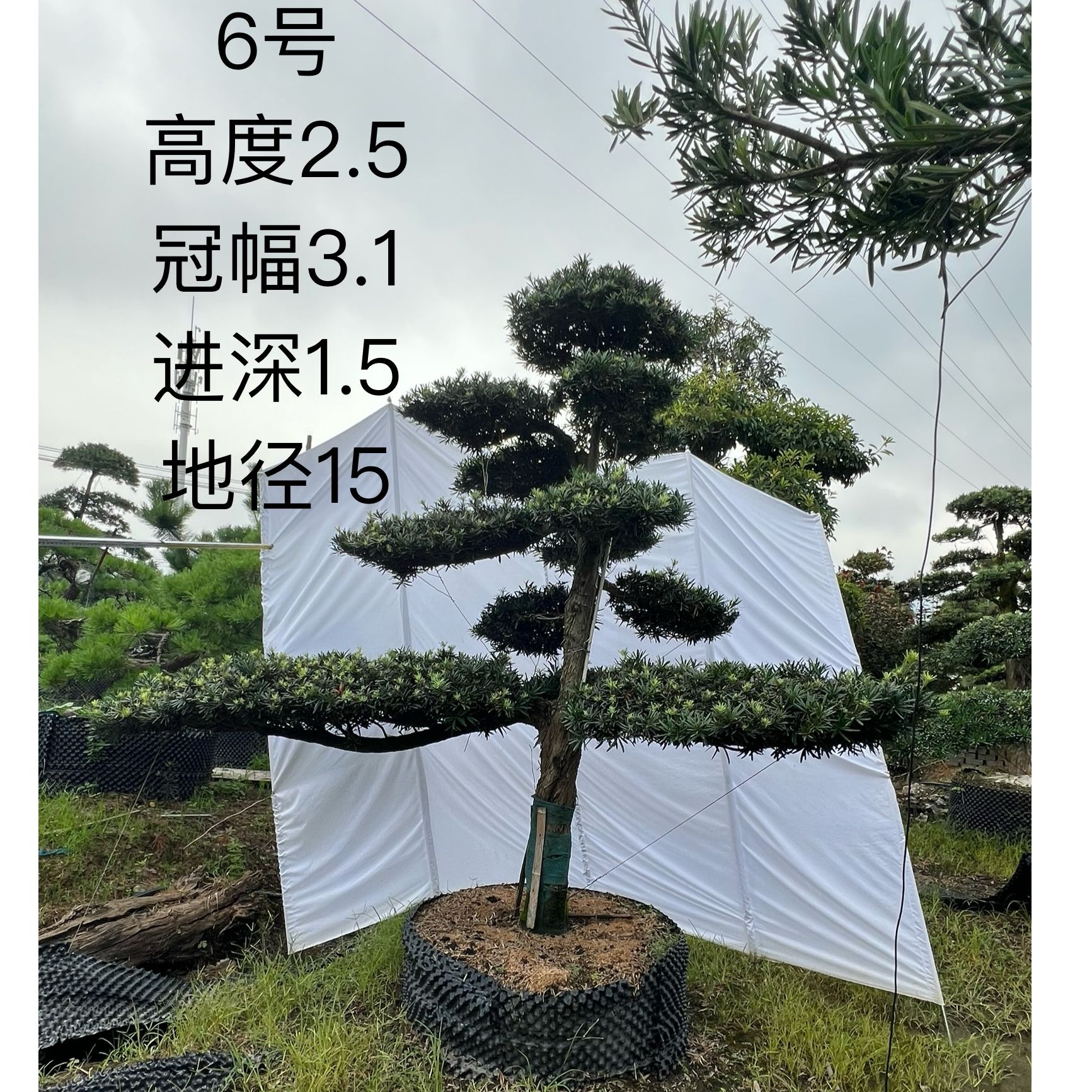 精品造型罗汉松庭院景观高档绿植四季常青定金500
