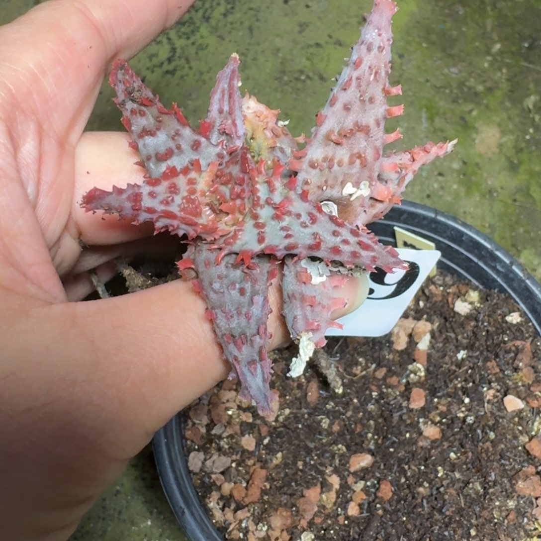 莱***茶荣耀的龙一物一拍多肉