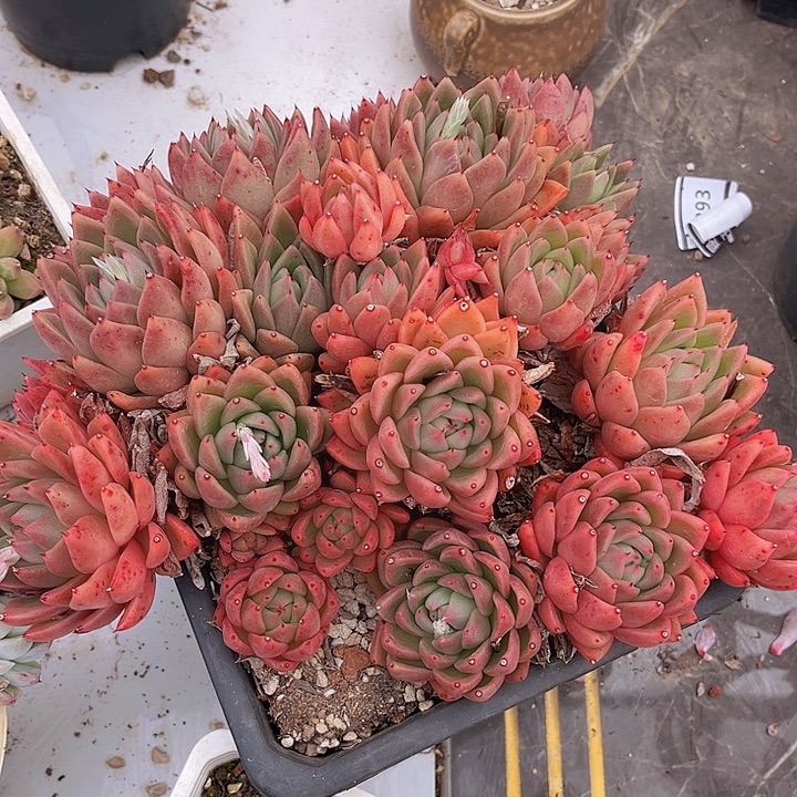 东云杂2584不包整