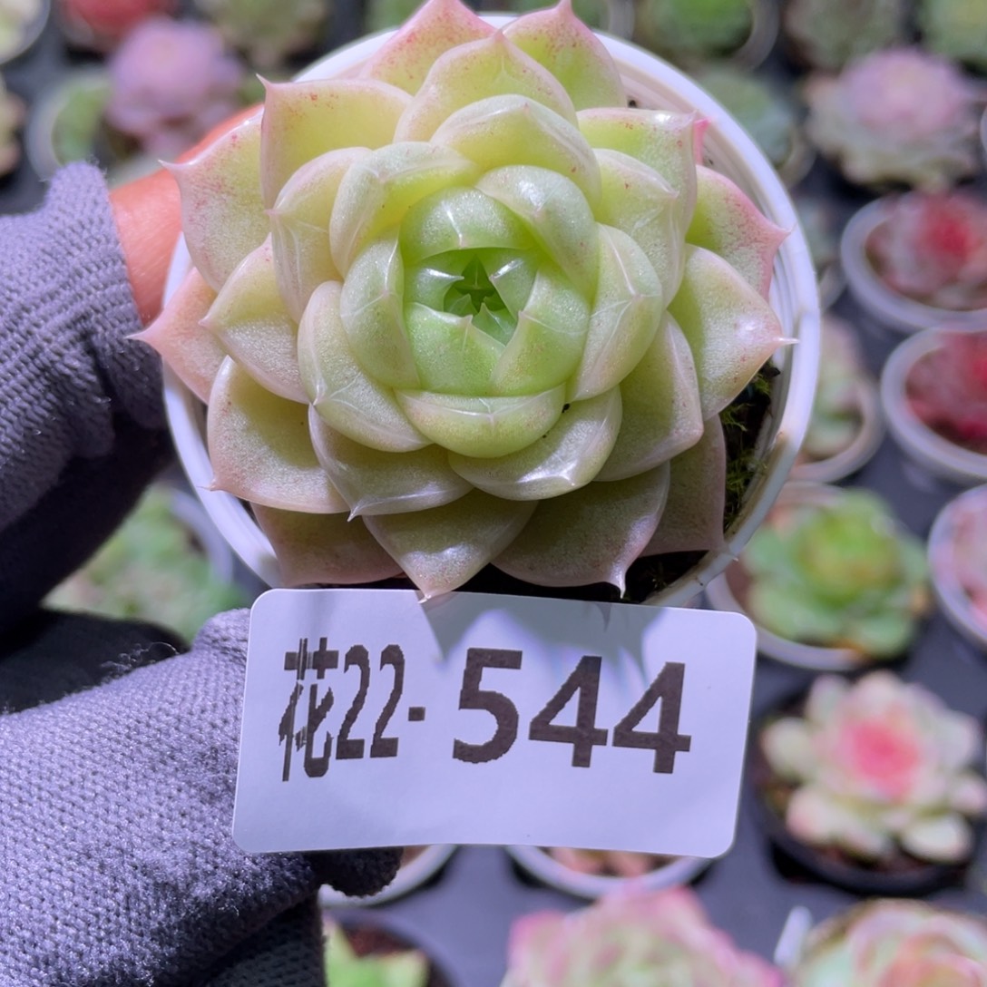 花利美22-544麦秆