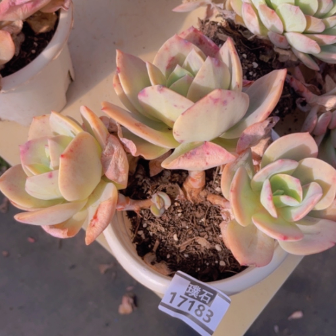 【闪购商品】玫*园凤17183