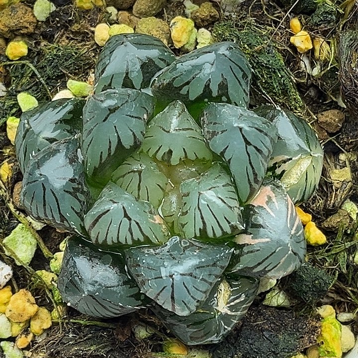 108OM玉露锦头家多肉十二卷