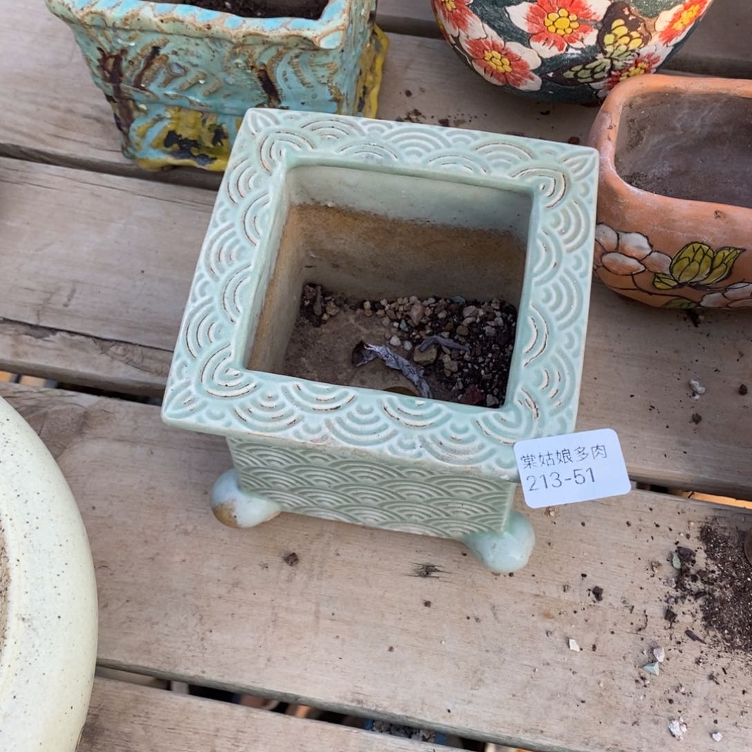 红陶这*大51号多肉盆一个呀