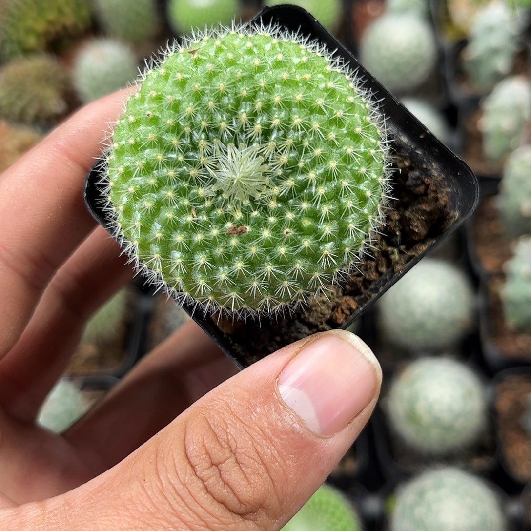 金雪光单头发货单头发