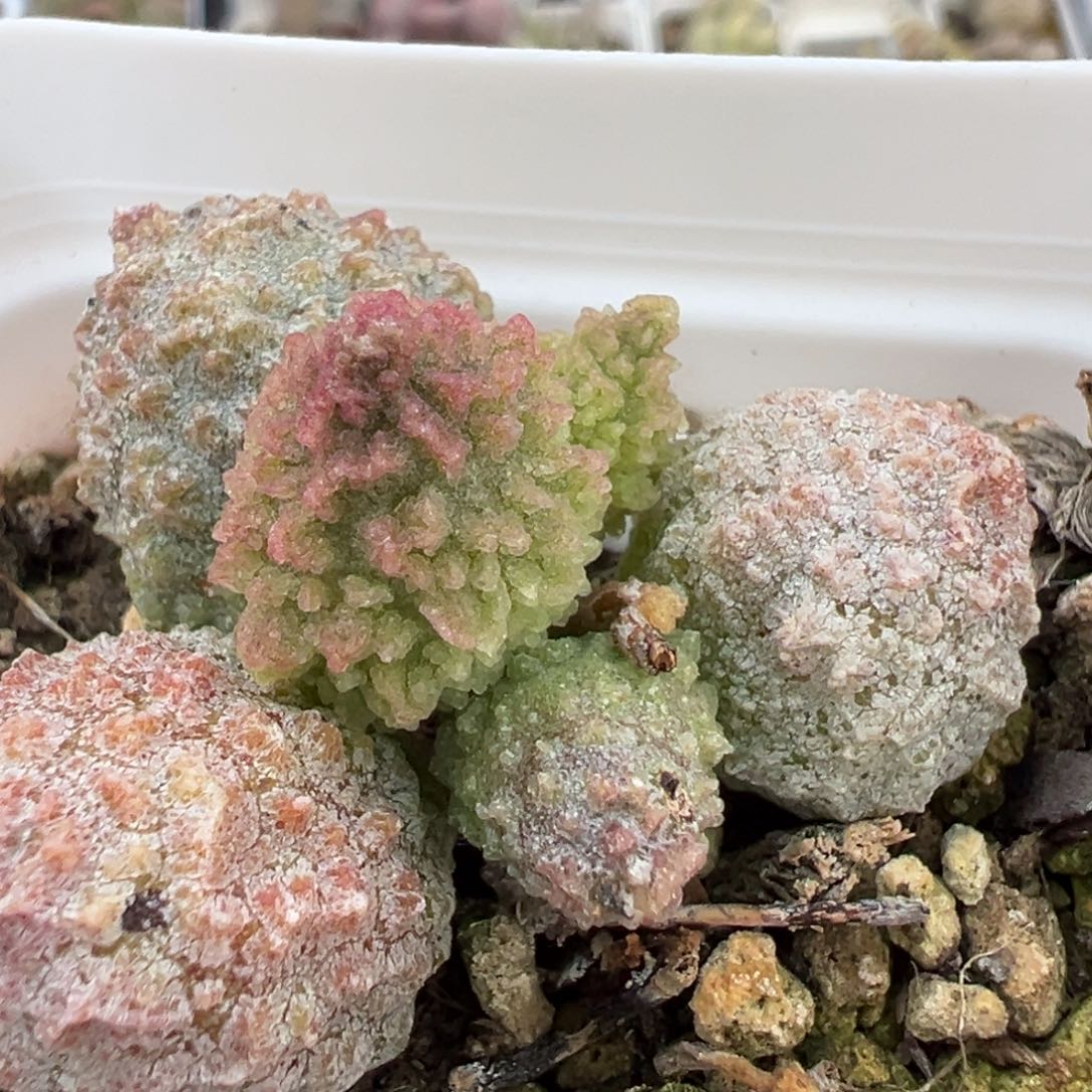 美系绿youling单头纯木质桩