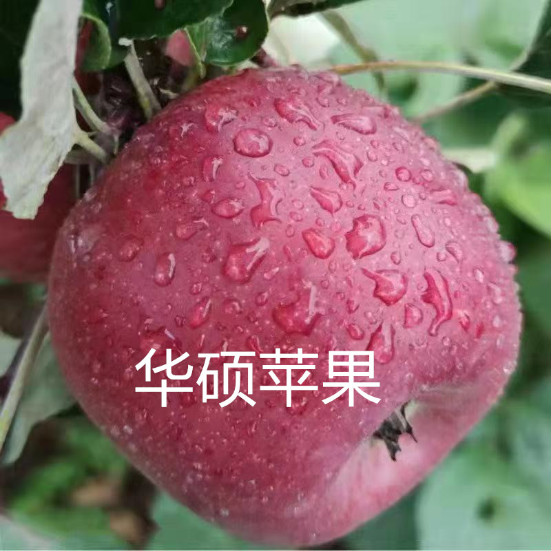 正宗嫁接华硕苹果苗红富士树苗新品种苹果树苗盆地栽南方北方种植