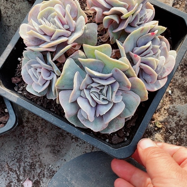 缘摇仙子48一盆5494979799789