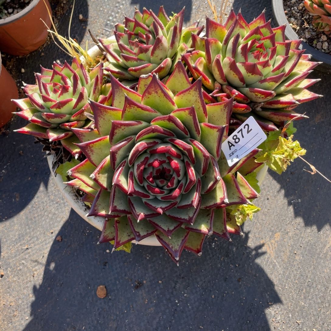 夜***子若如东云单拍A872