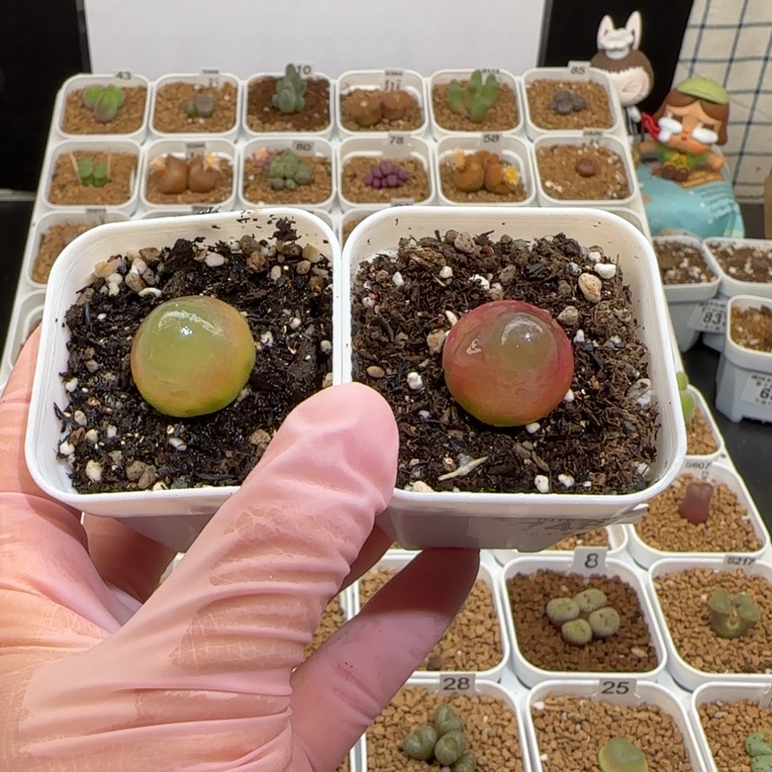 肉锥多肉植物组合-748灯泡