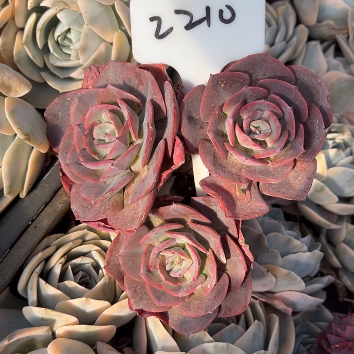 用***02210多肉8888888888