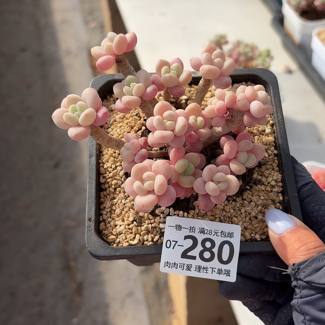 鱼子酱无盆无发货无