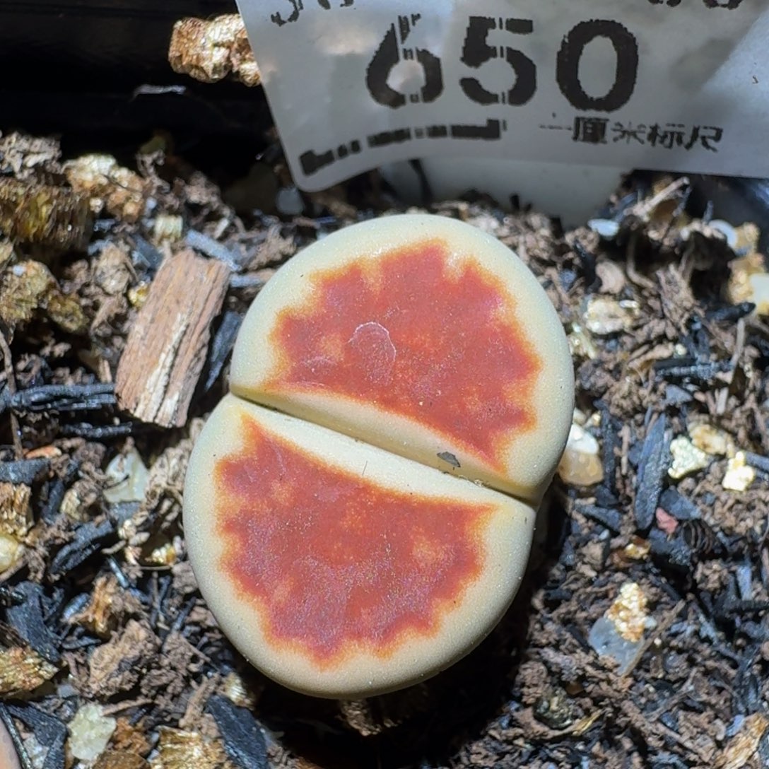 Zzzz生石花肉锥650