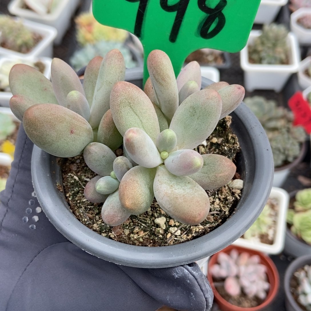 998糖果美人多肉植物