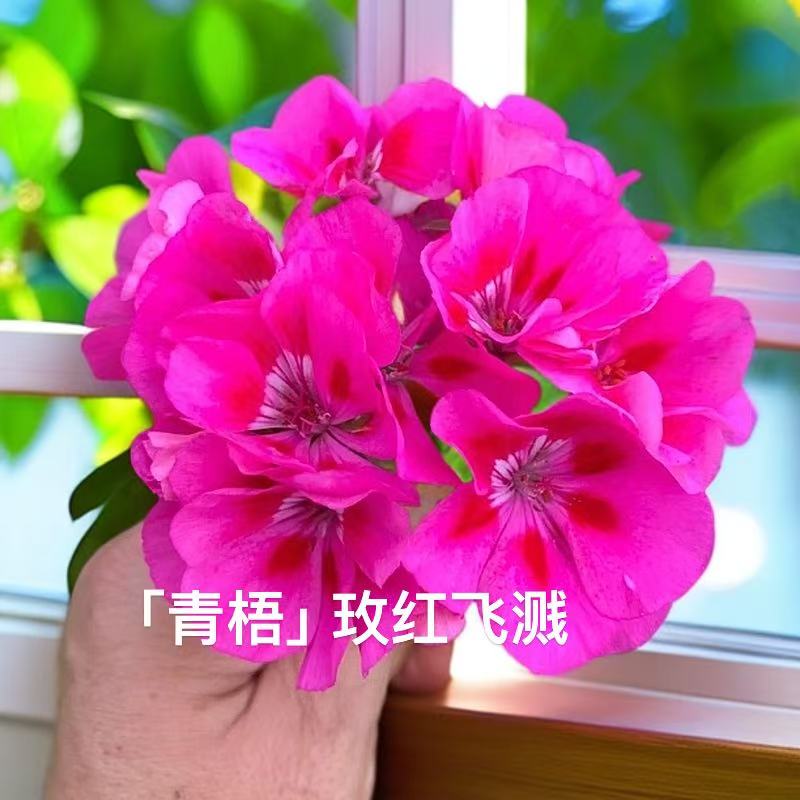 【青梧】玫红飞溅天竺葵