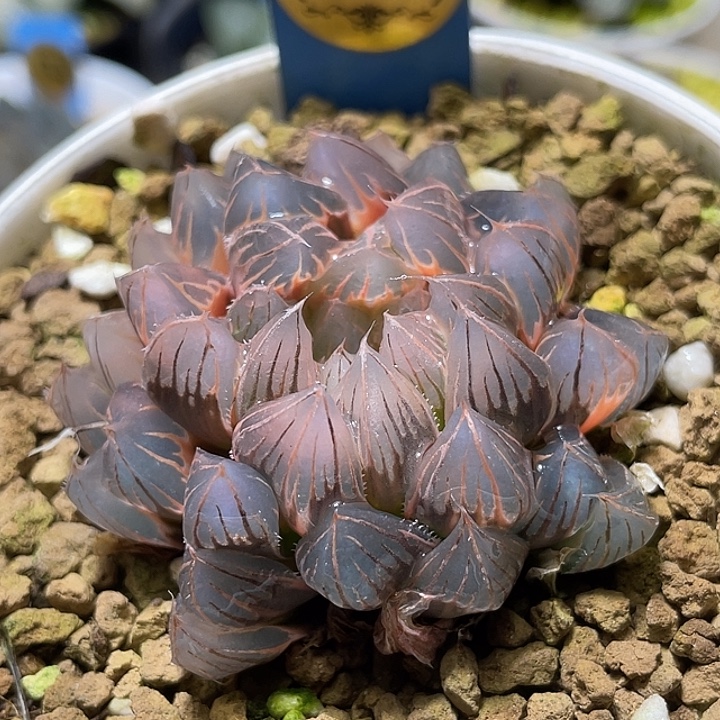 618糊斑霓虹灯锦母本