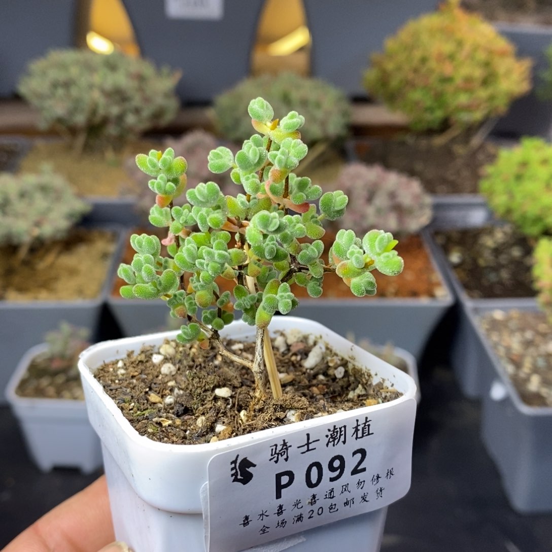 092莱斯枝干番杏