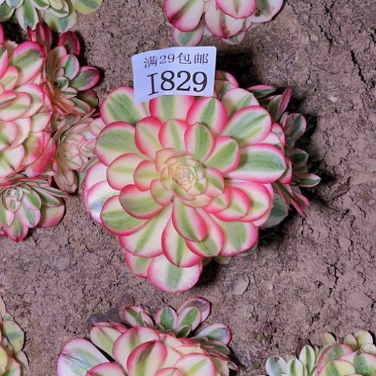 829荔枝多肉植物