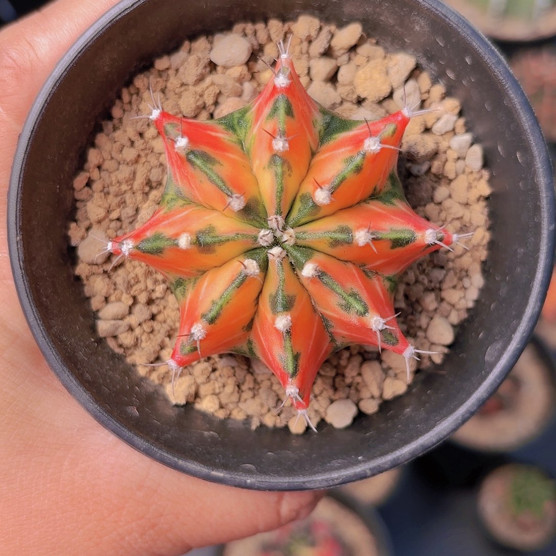 泰系实生米哈仙人球6号