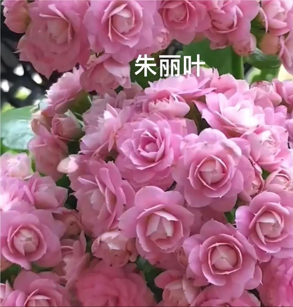 120朱丽叶长寿花  