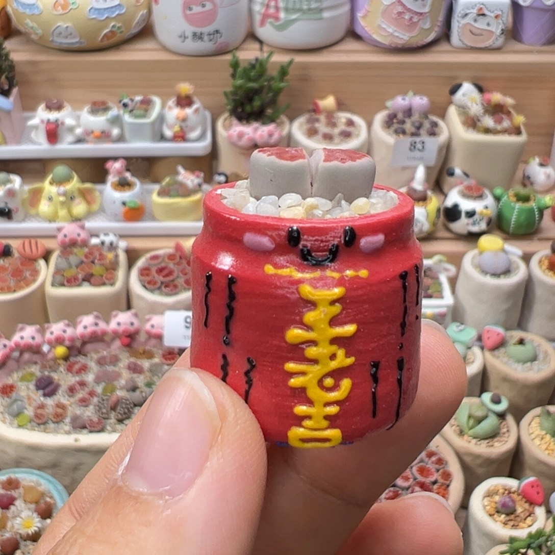 多肉植物97号红窗