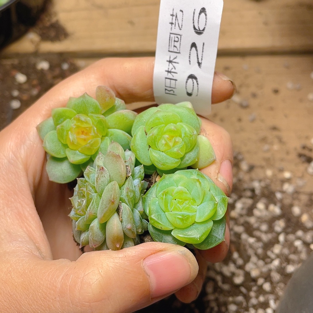 多肉植物多肉植物926