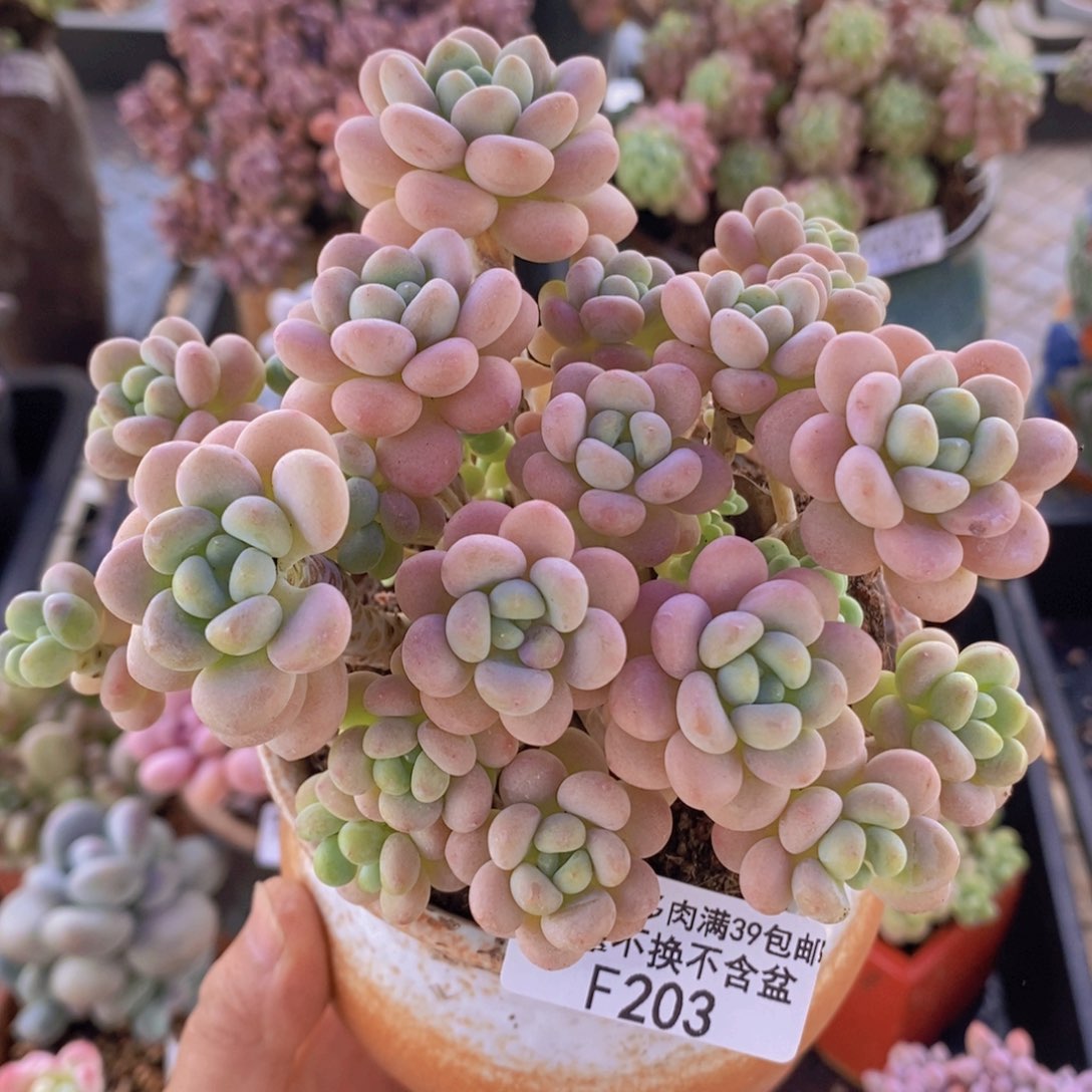 芭比奶洛10cm203多肉植物