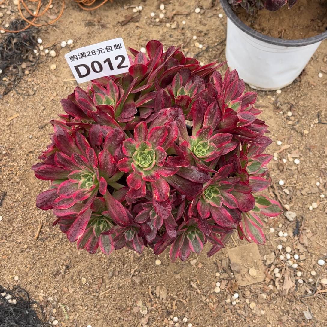 小****记012多肉植物水果糖