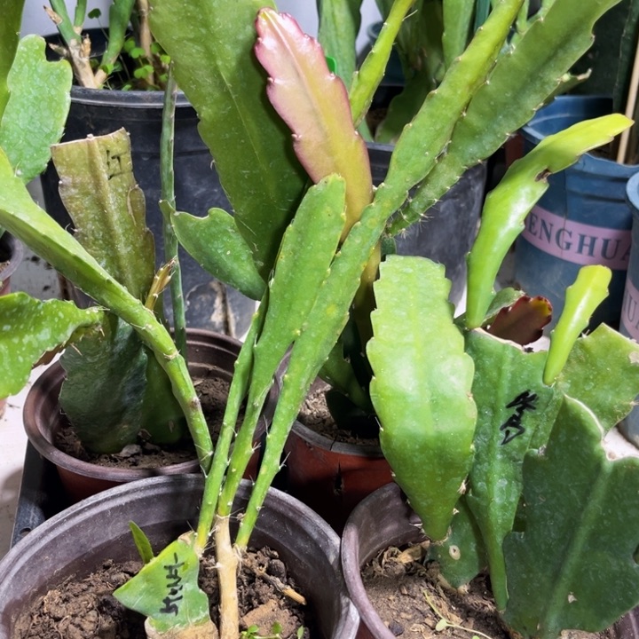 当前无花栽培后可以开花880