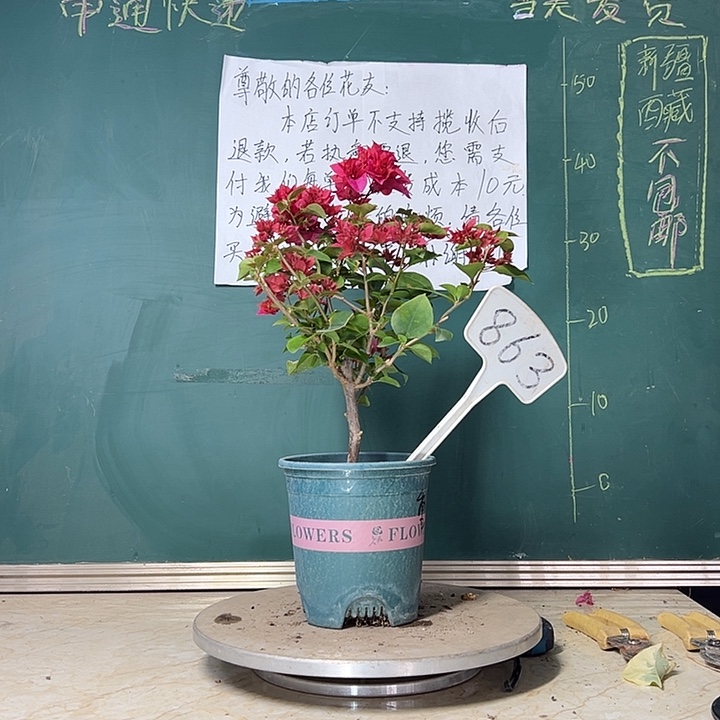 当前无花栽培后可以开花 重瓣红 863