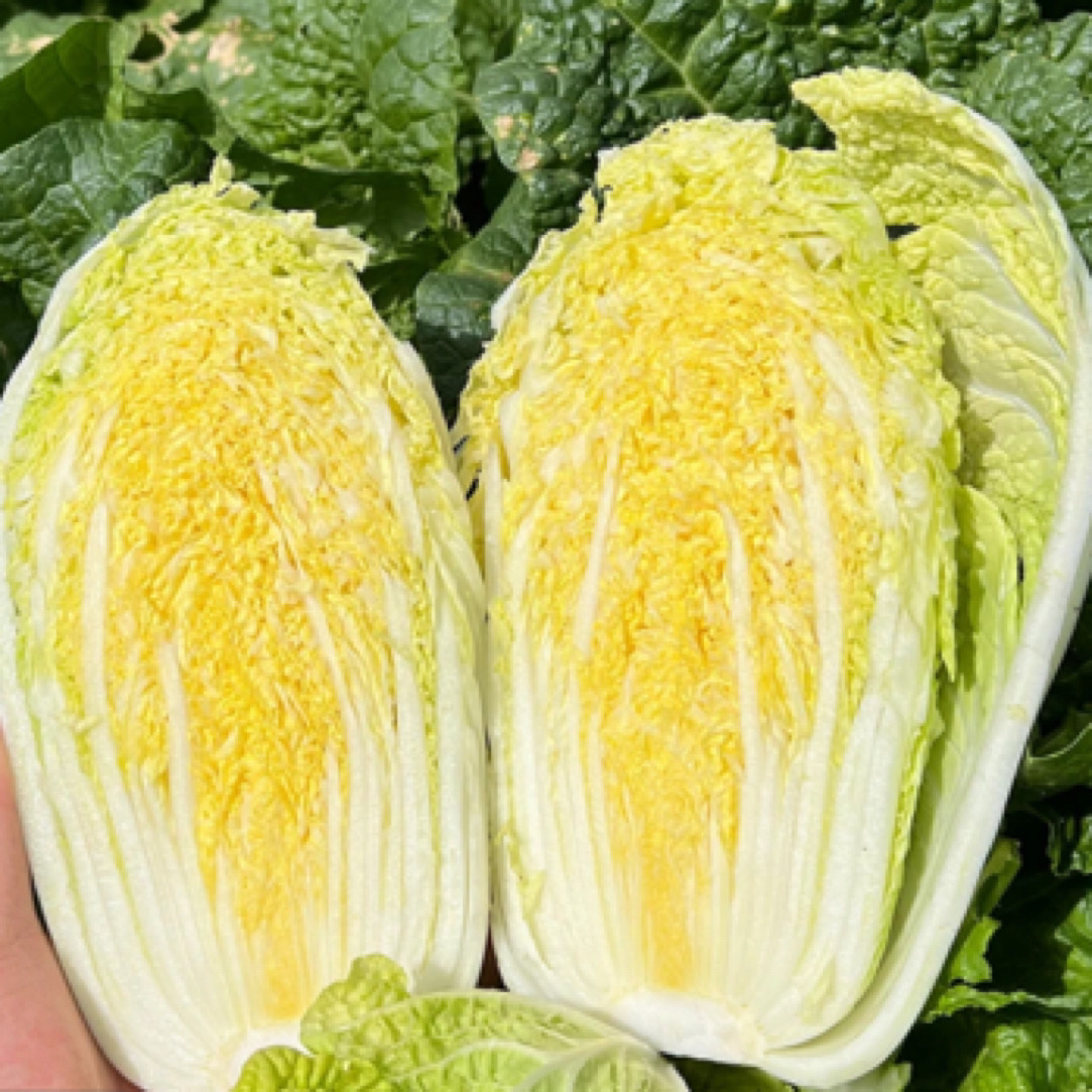 【晓莉专属】河南漏天种植黄心娃娃菜