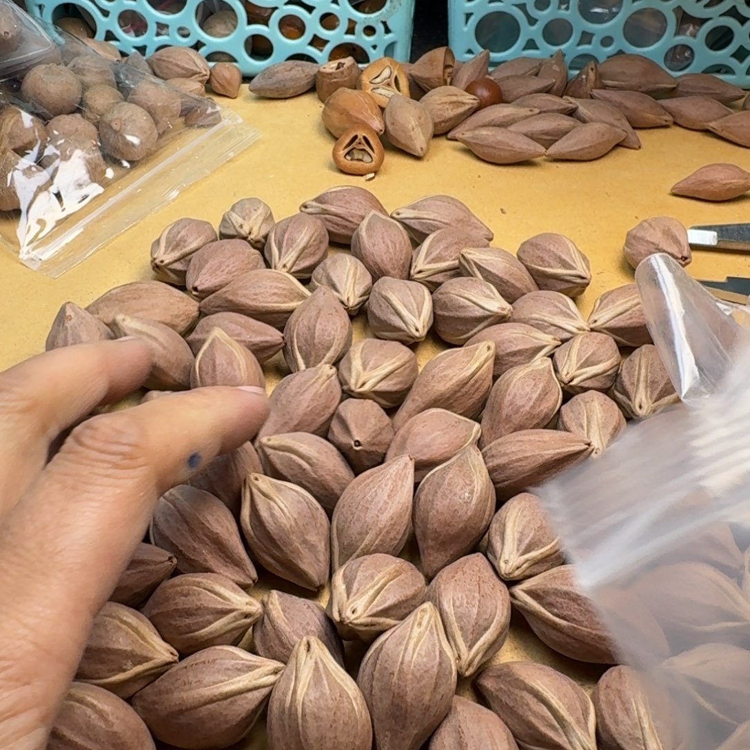 美***景橄榄核手串/手链1